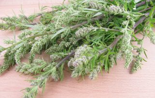 Beifuß, lateinisch Artemisia vulgaris