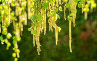 Birkenpollen fliegen in der Pollenallergiezeit